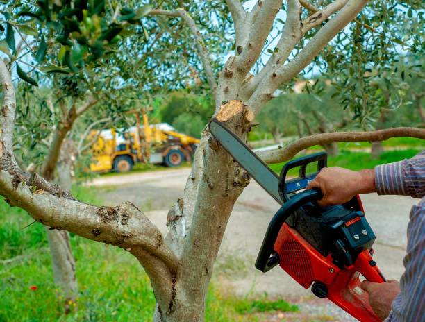 Stump Removal and Mulching Services